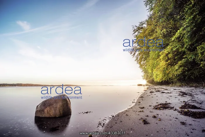 : Rock in the calm water on a nordic beach with gr : Rock in the calm water on a nordic beach with gr