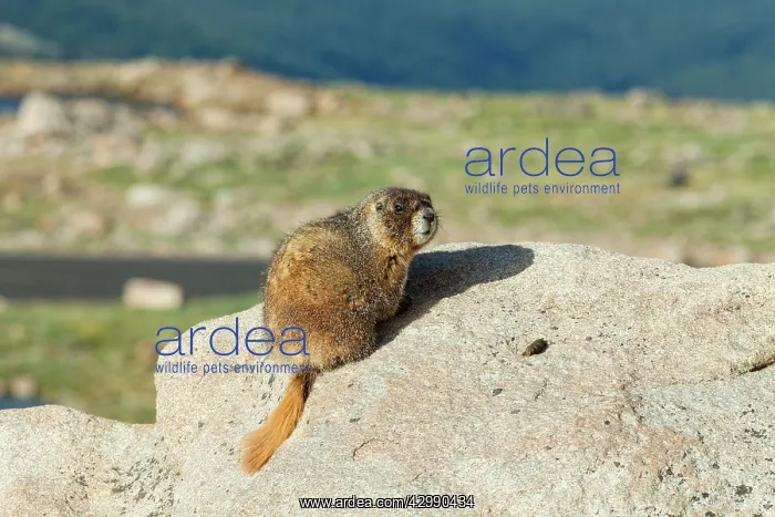 : Rock Chuck / Yellow-bellied Marmot - on rocks at 14, 000 feet : Rock Chuck / Yellow-bellied Marmot - on rocks at 14, 000 feet
