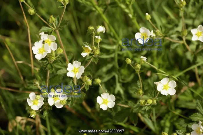 : Rock cinquefoil - very rare in UK : Rock cinquefoil - very rare in UK