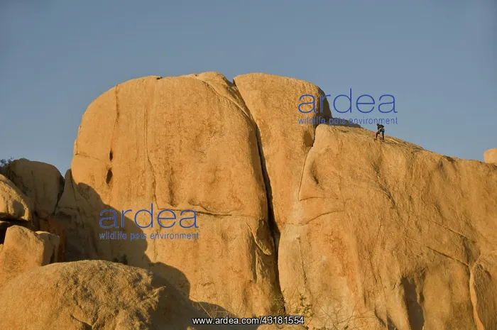 : Rock Climber, Joshua Tree NP : Rock Climber, Joshua Tree NP