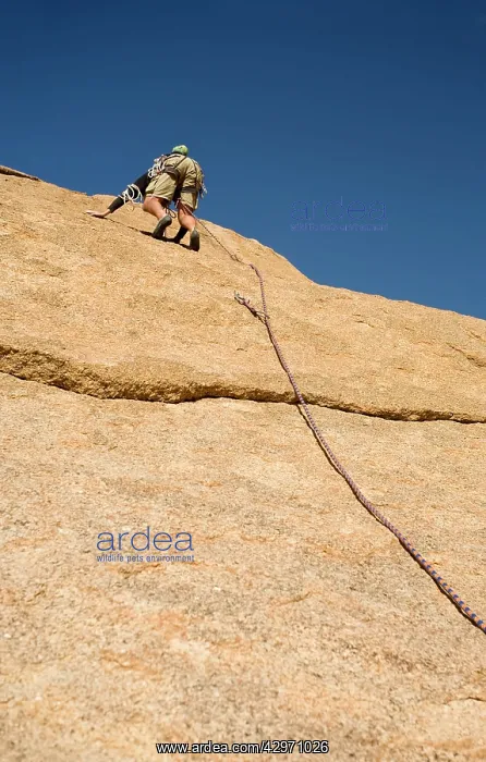 : Rock Climber - lead climbing : Rock Climber - lead climbing