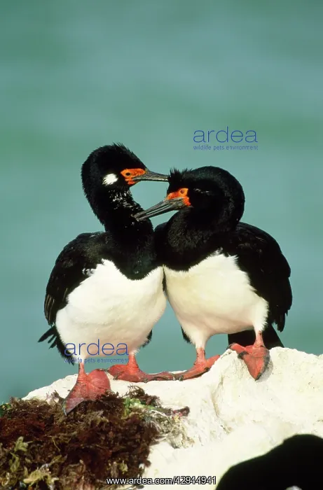 : Rock Cormorant - pair near nest : Rock Cormorant - pair near nest