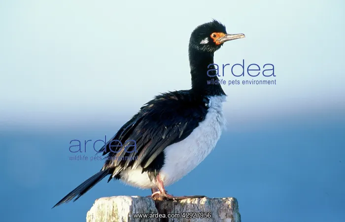 : ROCK CORMORANT - ON POST : ROCK CORMORANT - ON POST