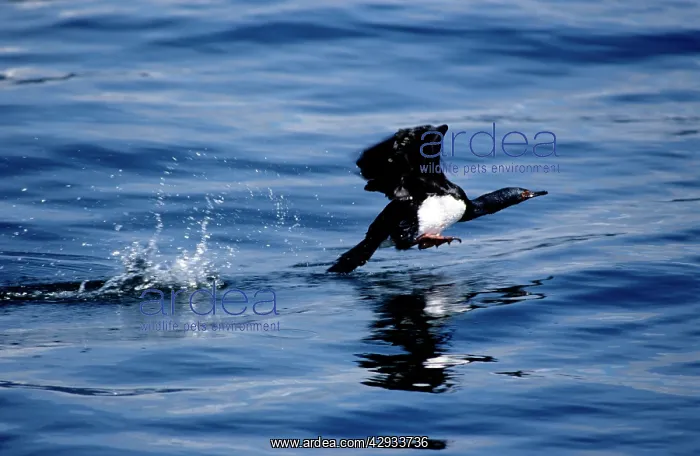 : ROCK CORMORANT - TAKING OFF : ROCK CORMORANT - TAKING OFF