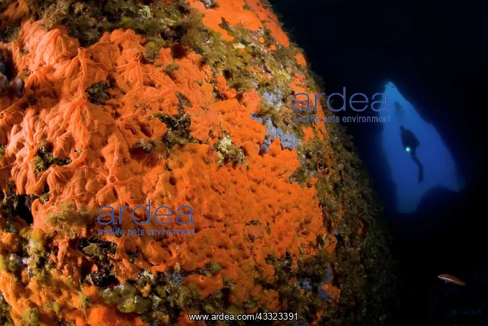 : rock covered with encrustating red sponge, Spirastrella cunc : rock covered with encrustating red sponge, Spirastrella cunc