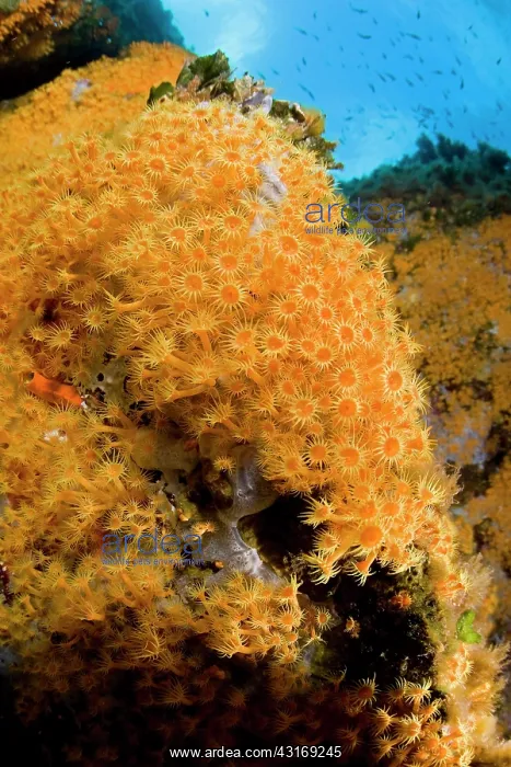 : Rock covered with Parazoanthus axinellae, Ponza Island, Ital : Rock covered with Parazoanthus axinellae, Ponza Island, Ital