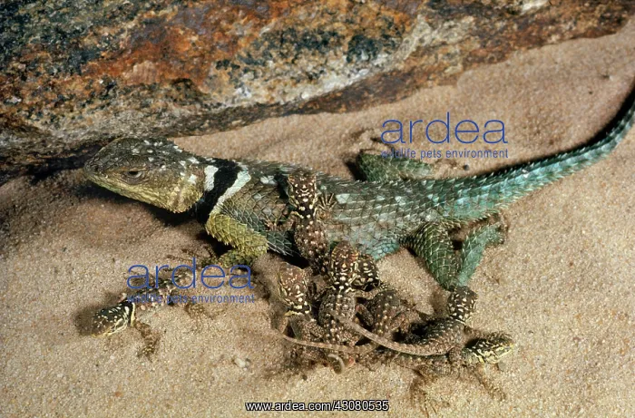 : Rock-Crevice Lizard and brood : Rock-Crevice Lizard and brood