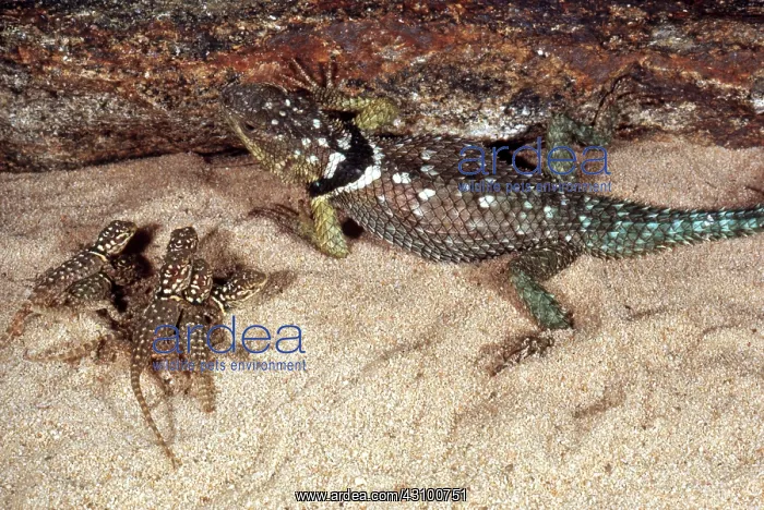 : Rock-crevice Spiny Lizard : Rock-crevice Spiny Lizard