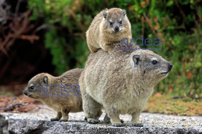 : Rock Dassie (Procavia capensis), female with you : Rock Dassie (Procavia capensis), female with you
