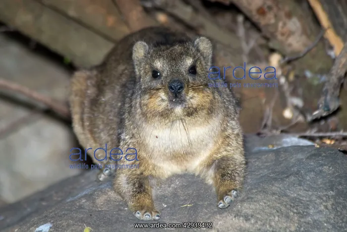 : Rock Dassie - resting on rock, showing foot structure : Rock Dassie - resting on rock, showing foot structure