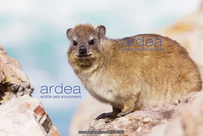 : Rock Dassie / Rock Hyrax : Rock Dassie / Rock Hyrax