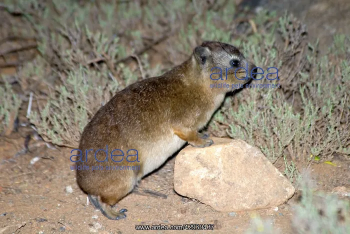: Rock Dassie - standing with fore legs on stone : Rock Dassie - standing with fore legs on stone