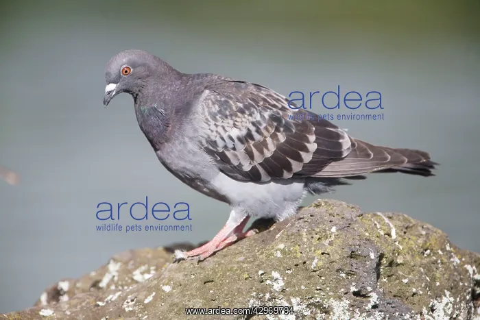 : Rock Dove (Columba livia). On a rock at Western Springs, Auckland, New Zealand.Rock Dove : Rock Dove (Columba livia). On a rock at Western Springs, Auckland, New Zealand.Rock Dove
