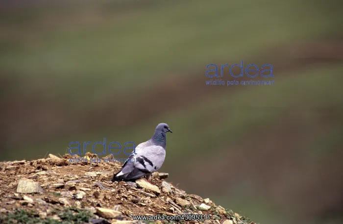 : Rock Dove. Rock dove (Columba livia), also known as a rock pigeon : Rock Dove. Rock dove (Columba livia), also known as a rock pigeon