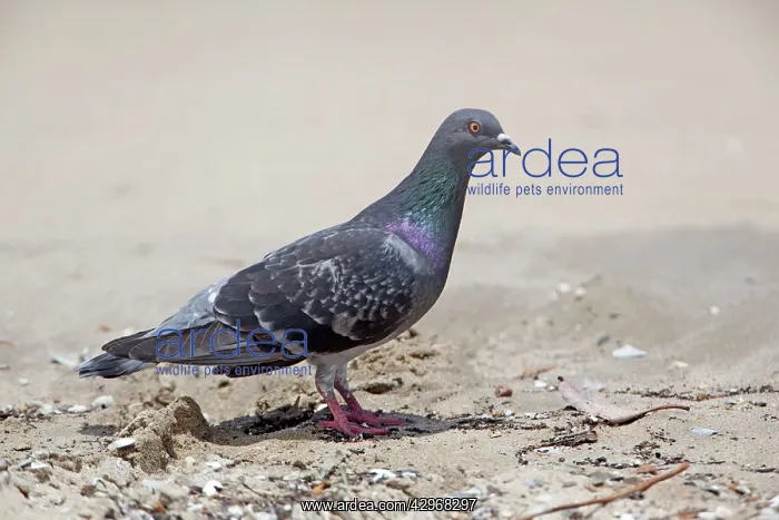 : Rock Dove - on the beach : Rock Dove - on the beach