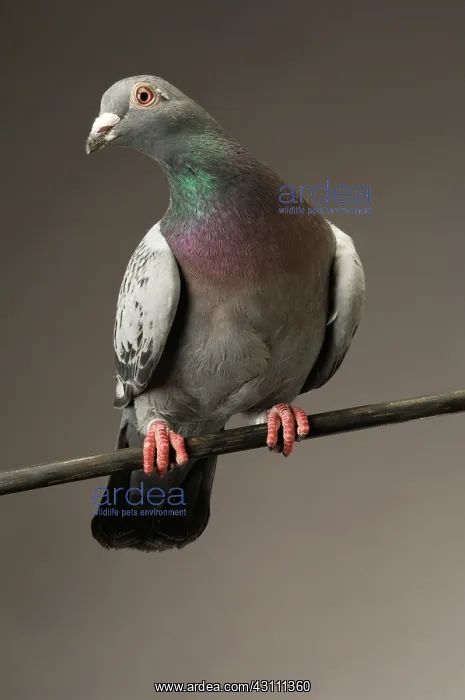 : Rock Dove (Columba livia) : Rock Dove (Columba livia)