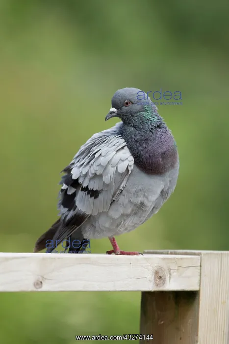 : Rock Dove / Feral Pigeon : Rock Dove / Feral Pigeon