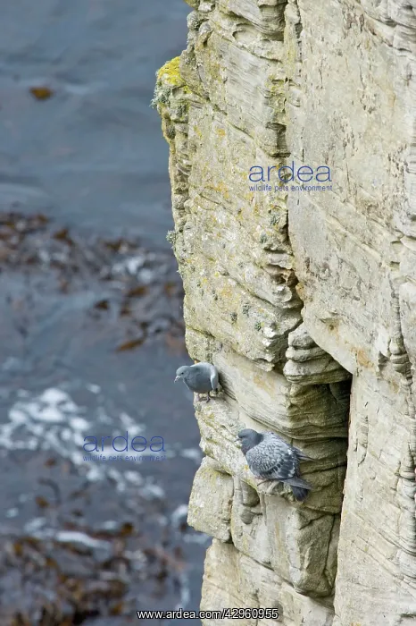 : Rock Dove - Pair on Cliff : Rock Dove - Pair on Cliff