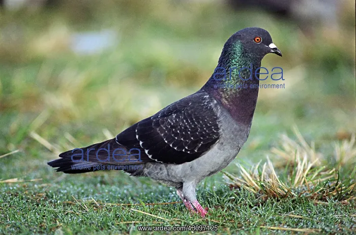 : Rock Dove (Pigeon) : Rock Dove (Pigeon)