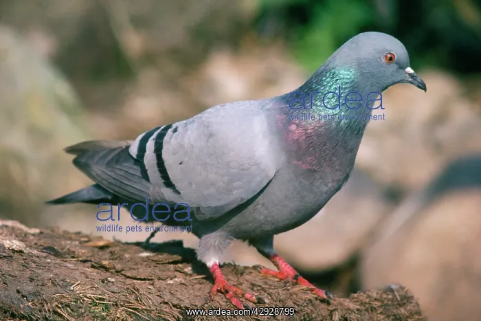 : Rock Dove / Rock Pigeon : Rock Dove / Rock Pigeon