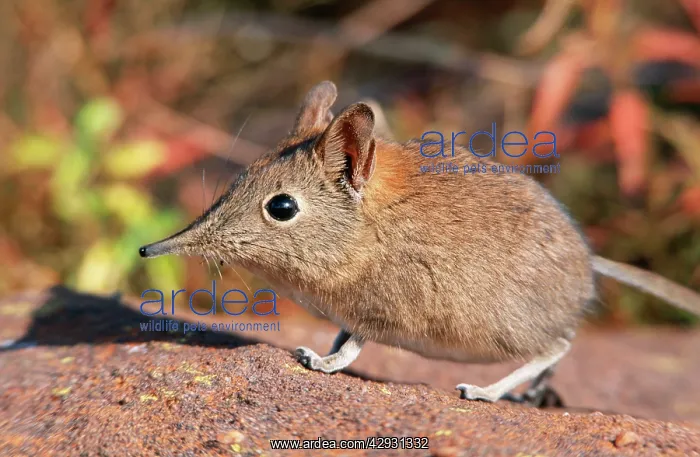 : Rock Elephant Shrew - sideview : Rock Elephant Shrew - sideview