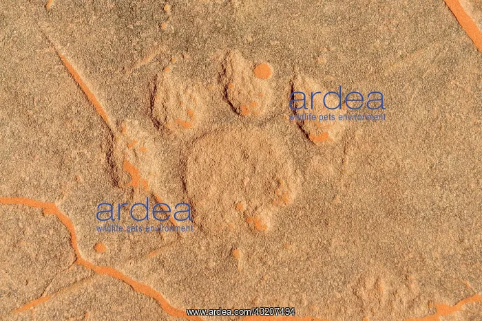 : Rock engraving of a lion track, neolithic rock art : Rock engraving of a lion track, neolithic rock art