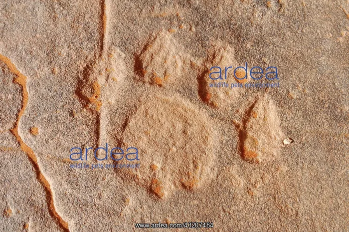 : Rock engraving of a lion track, neolithic rockart : Rock engraving of a lion track, neolithic rockart