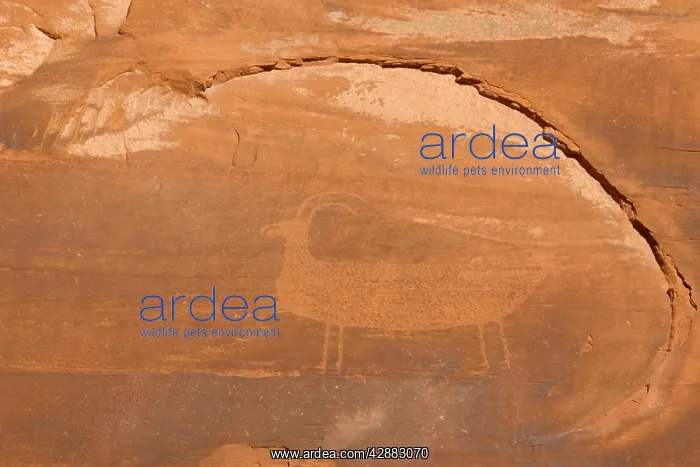 : Rock engraving probably of Anazasi origin in the : Rock engraving probably of Anazasi origin in the