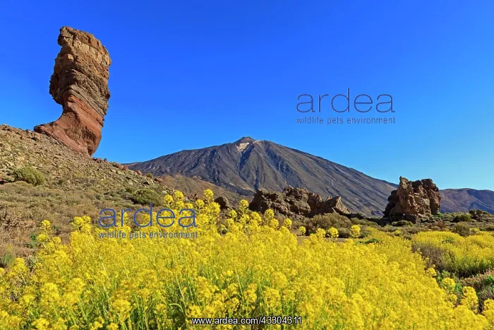 : Rock formation Los Roques de Garcia in front of : Rock formation Los Roques de Garcia in front of