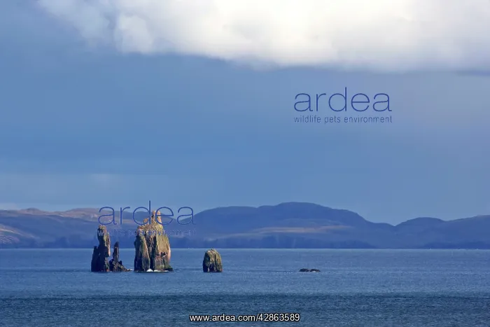 : Rock formation - sea stacks of The Drongs amidst the ocean : Rock formation - sea stacks of The Drongs amidst the ocean