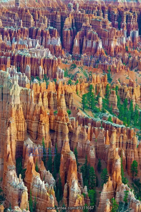 : Rock formations and hoodoos, Bryce Canyon at sunrise : Rock formations and hoodoos, Bryce Canyon at sunrise