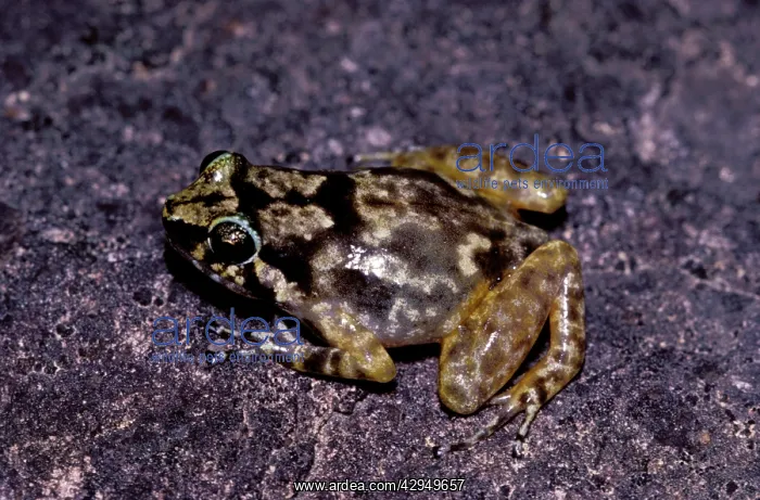 : Rock frog (Cophixalus saxatilus). Black Trevethan Range, Queensland, Australia : Rock frog (Cophixalus saxatilus). Black Trevethan Range, Queensland, Australia