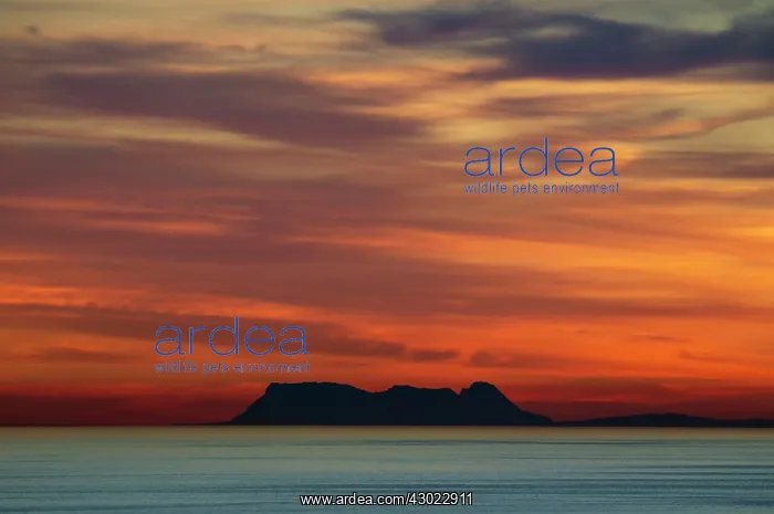 : The Rock of Gibraltar : The Rock of Gibraltar