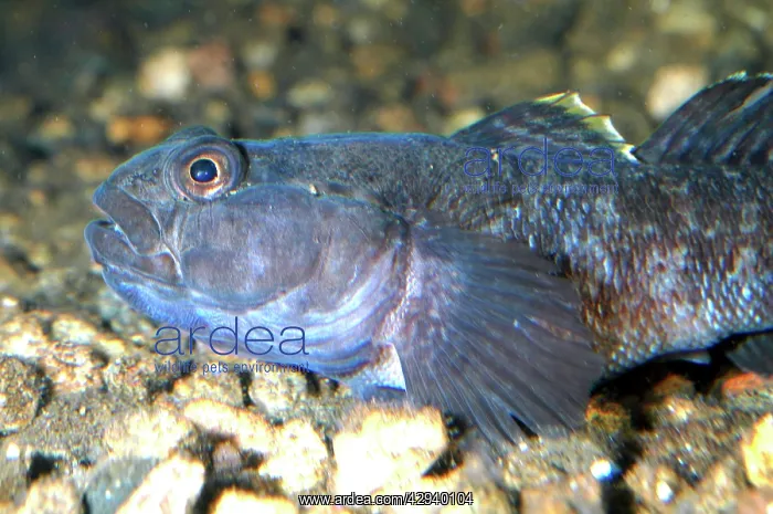 : Rock goby (Gobius (?)paganellus). coastal Europe and Mediterranean : Rock goby (Gobius (?)paganellus). coastal Europe and Mediterranean
