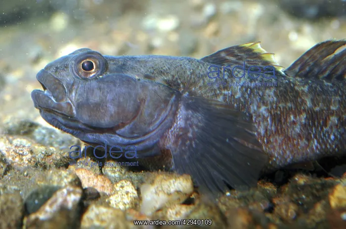 : Rock goby (Gobius (?)paganellus). coastal Europe and Mediterranean : Rock goby (Gobius (?)paganellus). coastal Europe and Mediterranean