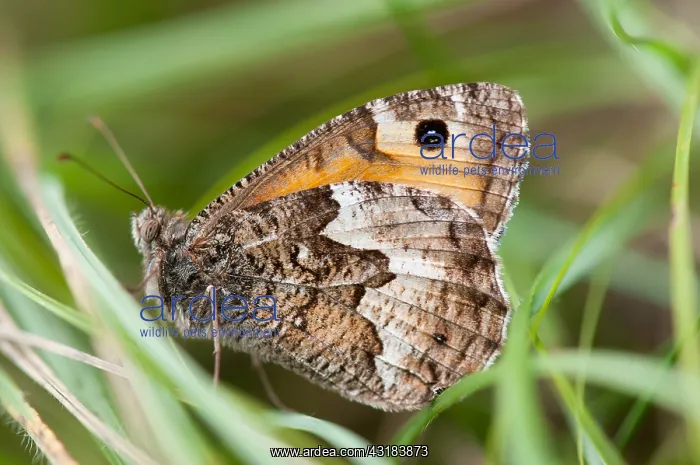 : Rock grayling (Hipparchia semele), Bollenberg, Alsace : Rock grayling (Hipparchia semele), Bollenberg, Alsace