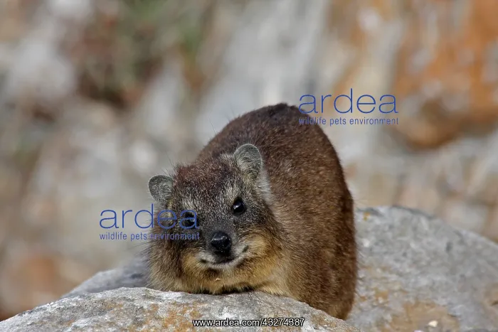  : Rock Hyrax 0650