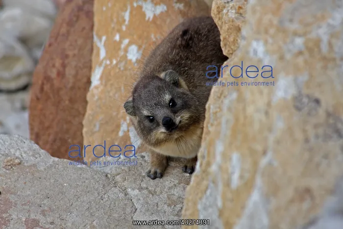  : Rock Hyrax 0654