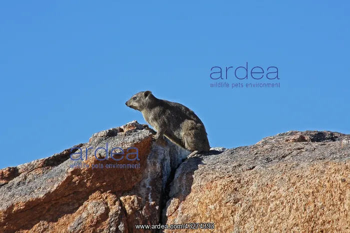  : Rock Hyrax 0975
