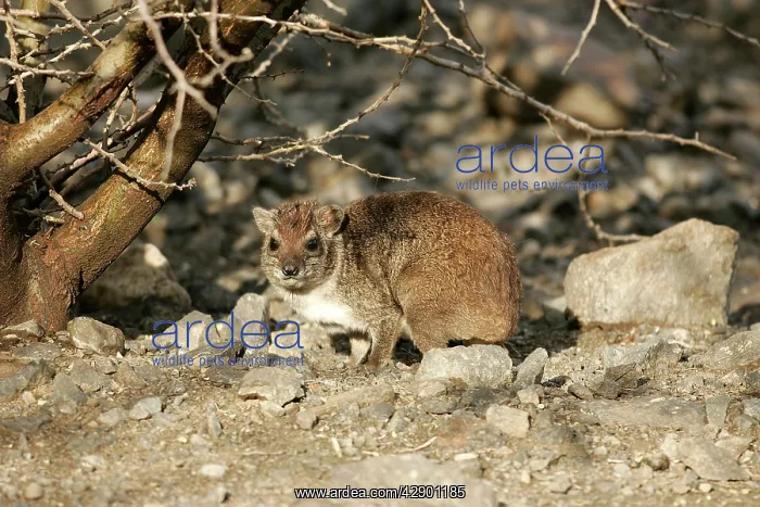  : Rock Hyrax