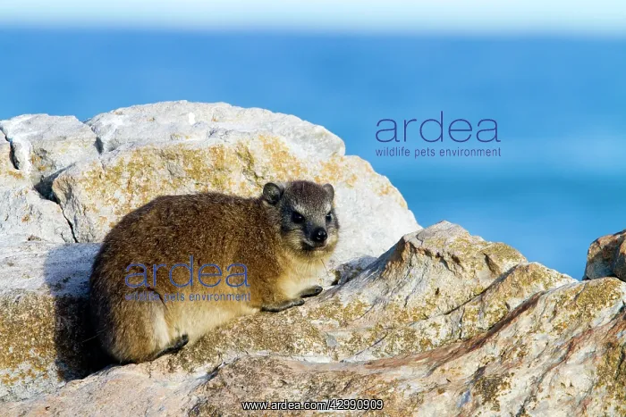  : Rock Hyrax  /  Cape Hyrax  /  Dassie