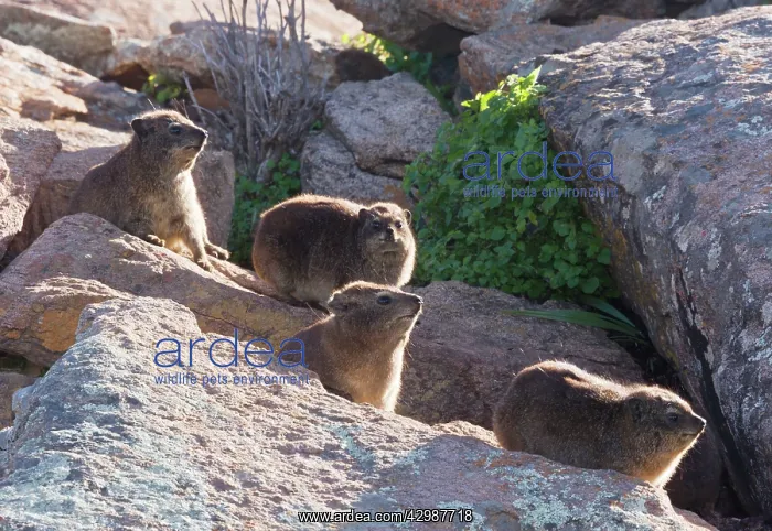 : Rock Hyrax / Cape Hyrax / Dassie. family group : Rock Hyrax / Cape Hyrax / Dassie. family group