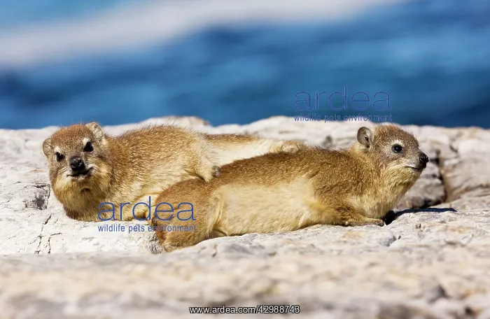 : Rock Hyrax / Cape Hyrax / Dassie. on rocks by : Rock Hyrax / Cape Hyrax / Dassie. on rocks by