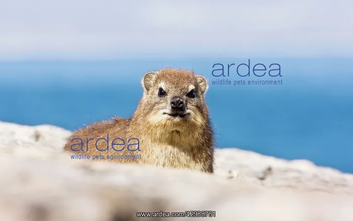 : Rock Hyrax / Cape Hyrax / Dassie. on rocks by : Rock Hyrax / Cape Hyrax / Dassie. on rocks by