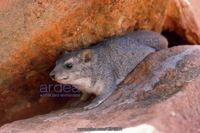  : Rock Hyrax  /  Dassie