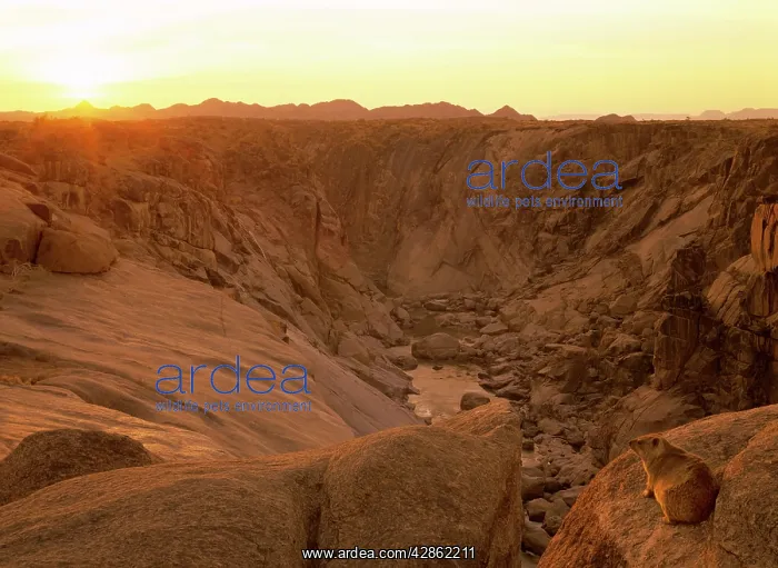 : Rock Hyrax / Dassie - overlooking canyon of the Orange river : Rock Hyrax / Dassie - overlooking canyon of the Orange river