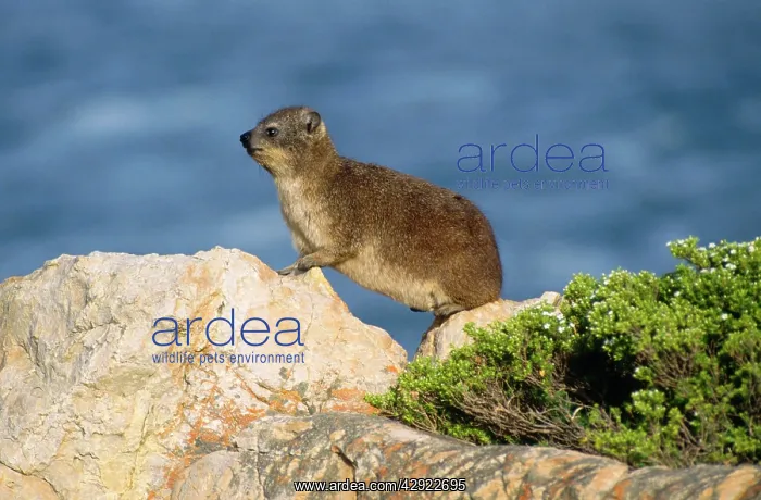 : ROCK HYRAX / DASSIE - side view : ROCK HYRAX / DASSIE - side view