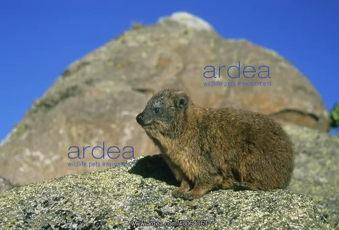 : Rock Hyrax, (Procavia capensis), at 4000m : Rock Hyrax, (Procavia capensis), at 4000m