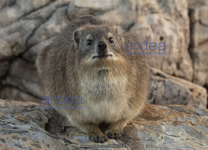 : Rock Hyrax, Procavia capensis, on coastal rocks : Rock Hyrax, Procavia capensis, on coastal rocks
