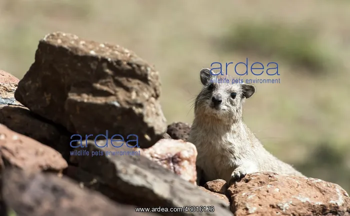  : Rock Hyrax on rock